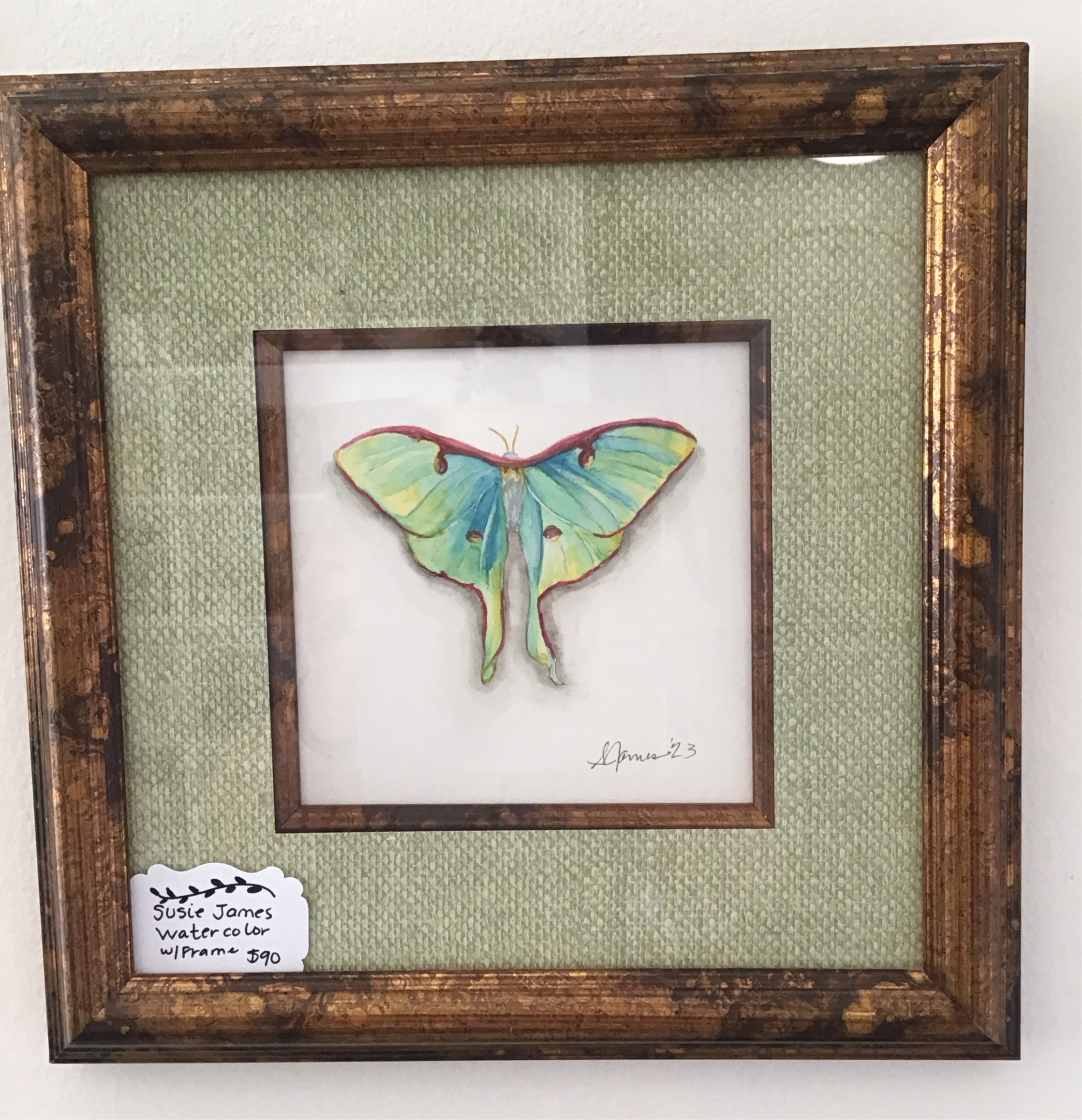 Susie James Watercolor Framed Moth Art Print