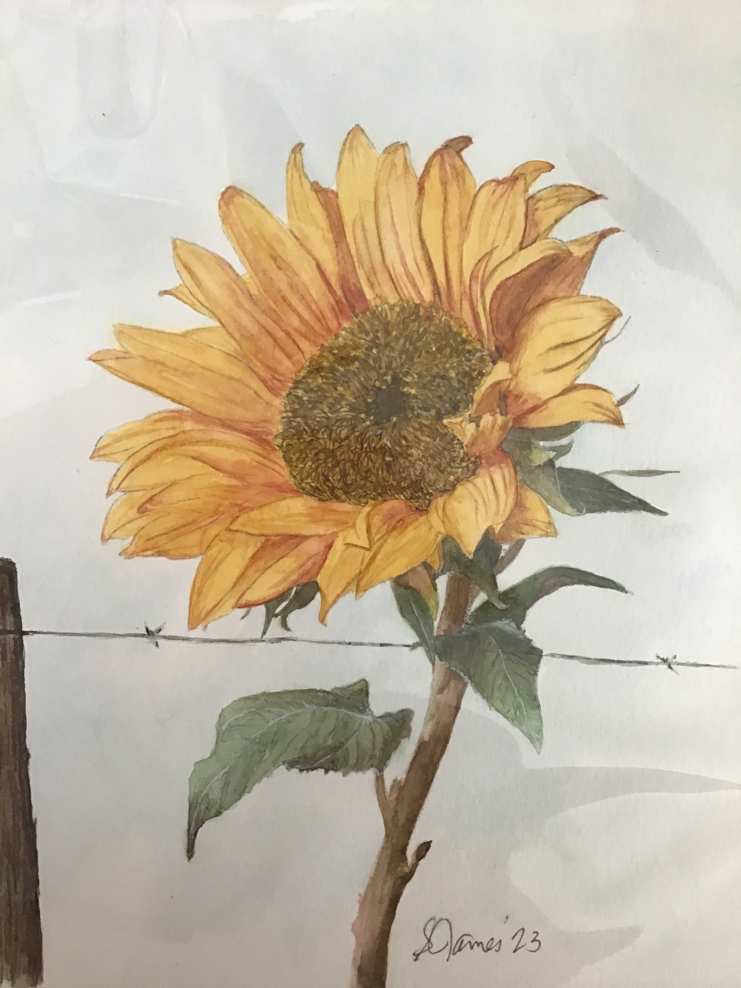 Susie James Watercolor Sunflower Art Print