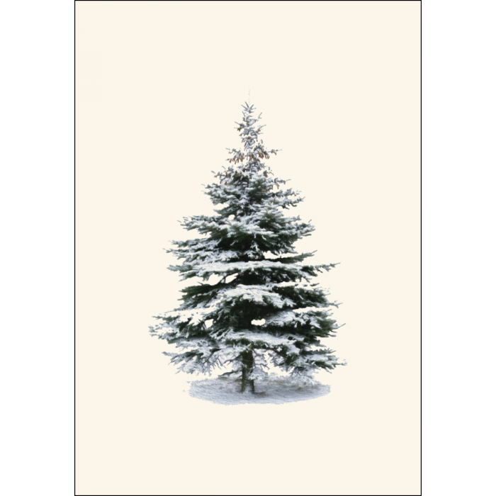 Winter Spruce