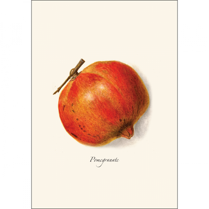 Pomegranate