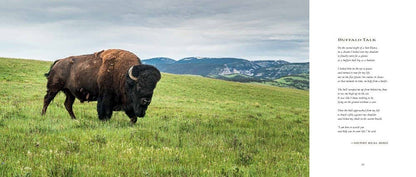 Bison: Portrait of an Icon by Chase Reynolds Ewald